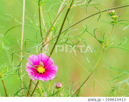 秋の景色　可憐でかわいいカラフルなコスモスの蜜を吸うミツバチ 109613413