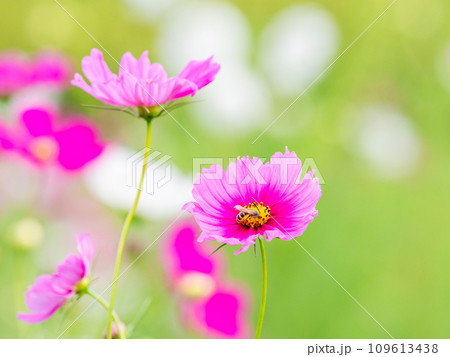 秋の景色 可憐でかわいいカラフルなコスモスの蜜を吸うミツバチ 秋の景色 可憐でかわいいカラフルなコスモスの蜜を吸うミツバチ 109613438
