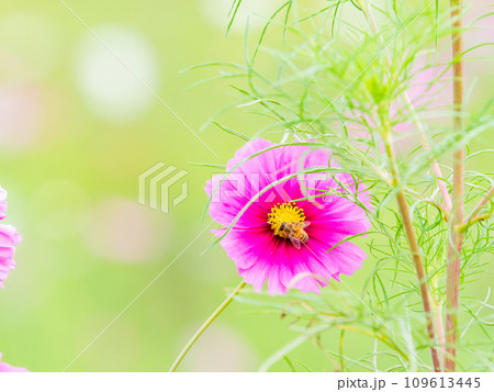 秋の景色　可憐でかわいいカラフルなコスモスの蜜を吸うミツバチ 109613445