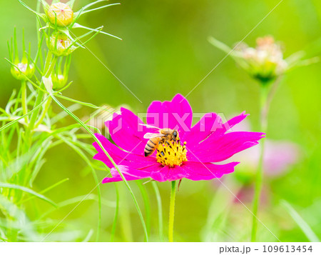 秋の景色 可憐でかわいいカラフルなコスモスの蜜を吸うミツバチ 秋の景色 可憐でかわいいカラフルなコスモスの蜜を吸うミツバチ 109613454
