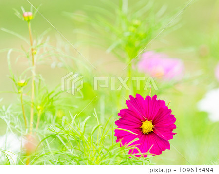 秋の景色　可憐でかわいいカラフルなコスモス 109613494