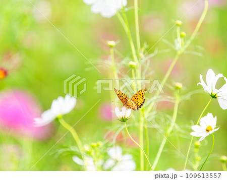 秋の景色　可憐でかわいいカラフルなコスモスの蜜を吸いに来たツマグロヒョウモン蝶 109613557