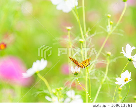 秋の景色 可憐でかわいいカラフルなコスモスの蜜を吸いに来たツマグロヒョウモン蝶 秋の景色 可憐でかわいいカラフルなコスモスの蜜を吸いに来たツマグロヒョウモン蝶 109613561