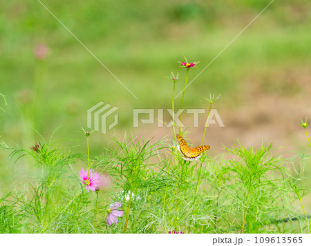 秋の景色 可憐でかわいいカラフルなコスモスの蜜を吸いに来たツマグロヒョウモン蝶 秋の景色 可憐でかわいいカラフルなコスモスの蜜を吸いに来たツマグロヒョウモン蝶 109613565