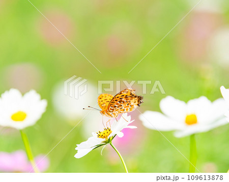 秋の景色　可憐でかわいいカラフルなコスモスの蜜を吸いに来たツマグロヒョウモン蝶 109613878