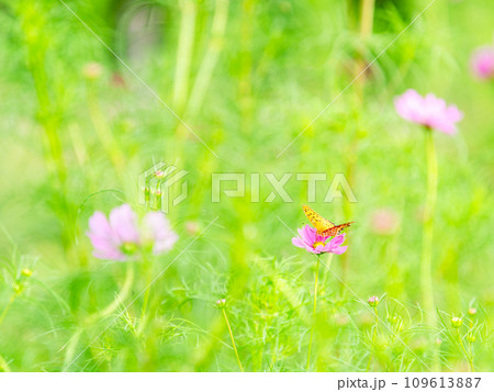 秋の景色 可憐でかわいいカラフルなコスモスの蜜を吸いに来たツマグロヒョウモン蝶 秋の景色 可憐でかわいいカラフルなコスモスの蜜を吸いに来たツマグロヒョウモン蝶 109613887