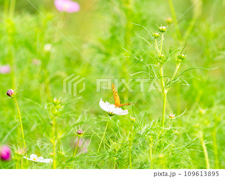 秋の景色　可憐でかわいいカラフルなコスモスの蜜を吸いに来たツマグロヒョウモン蝶 109613895