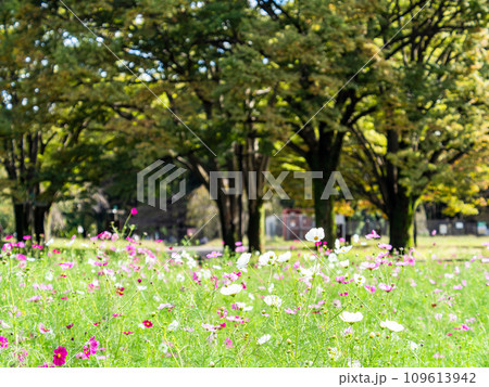 秋の景色 可憐でかわいいカラフルなコスモス 秋の景色 可憐でかわいいカラフルなコスモス 109613942
