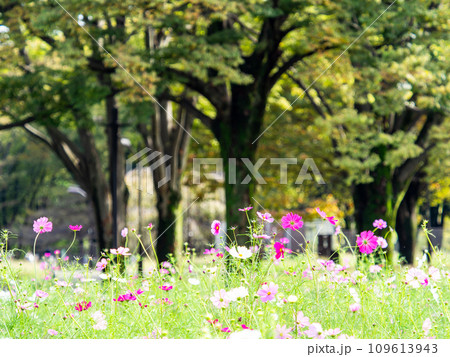 秋の景色　可憐でかわいいカラフルなコスモス 109613943