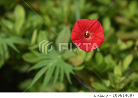 赤い花のモミジルコウ 109614097