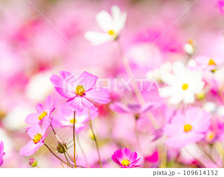 秋晴れの下、花いっぱいの明るく満開のコスモス畑 109614152