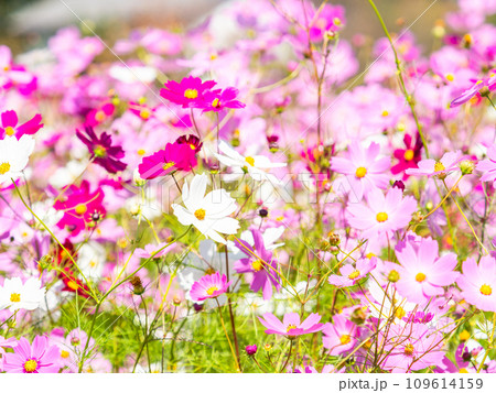 秋晴れの下、花いっぱいの明るく満開のコスモス畑 109614159