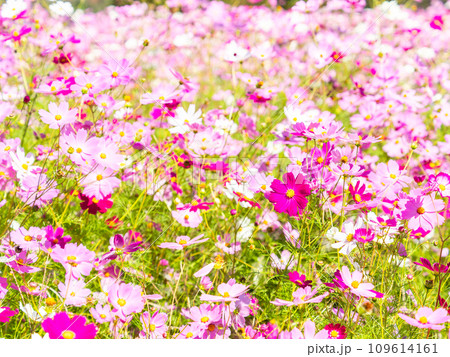 秋晴れの下、花いっぱいの明るく満開のコスモス畑 109614161