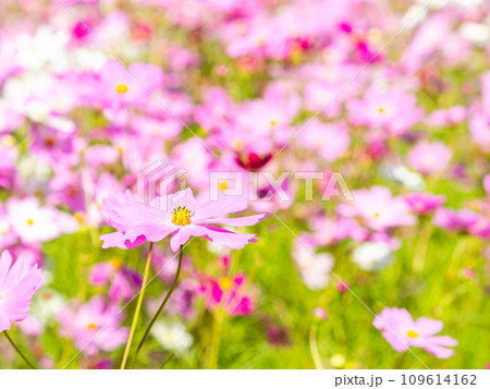 秋晴れの下、花いっぱいの明るく満開のコスモス畑 109614162