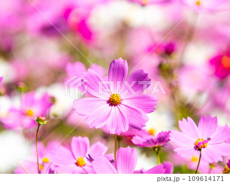 秋晴れの下、花いっぱいの明るく満開のコスモス畑 109614171
