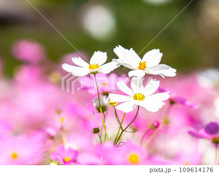 秋晴れの下、花いっぱいの明るく満開のコスモス畑 秋晴れの下、花いっぱいの明るく満開のコスモス畑 109614176