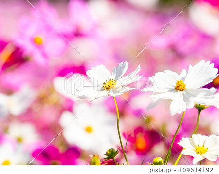 秋晴れの下、花いっぱいの明るく満開のコスモス畑 109614192