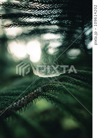 Dark green pine branches and leaves in the morning 109614202