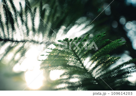 Dark green pine branches and leaves in the morning 109614203