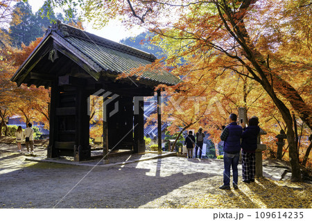 紅葉が美しい秋月城跡（福岡県朝倉市） 109614235