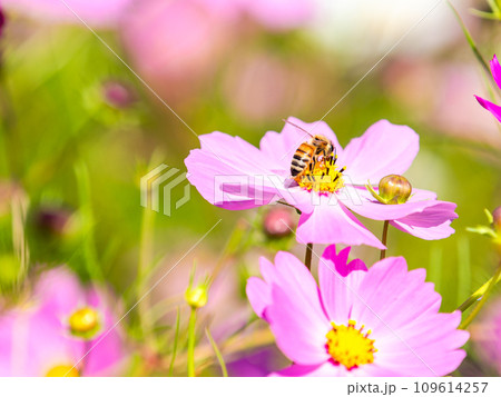 秋晴れの下、花いっぱいの明るく満開のコスモス畑で蜜を吸うミツバチ 109614257