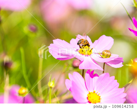 秋晴れの下、花いっぱいの明るく満開のコスモス畑で蜜を吸うミツバチ 109614258