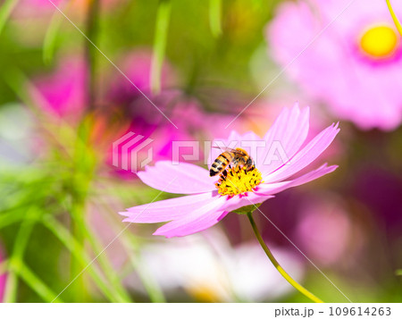 秋晴れの下、花いっぱいの明るく満開のコスモス畑で蜜を吸うミツバチ 109614263
