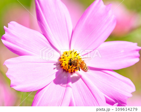秋晴れの下、花いっぱいの明るく満開のコスモス畑で蜜を吸うミツバチ 109614279