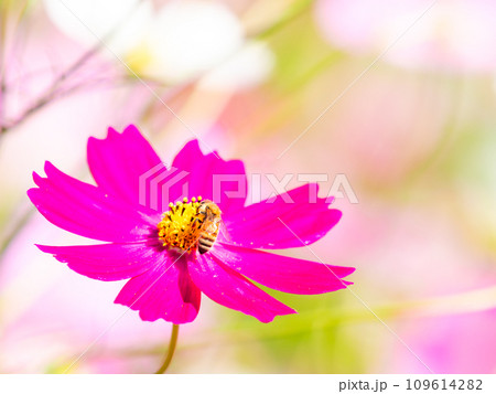 秋晴れの下、花いっぱいの明るく満開のコスモス畑で蜜を吸うミツバチ 109614282