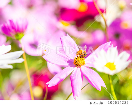 秋晴れの下、花いっぱいの明るく満開のコスモス畑で蜜を吸うミツバチ 秋晴れの下、花いっぱいの明るく満開のコスモス畑で蜜を吸うミツバチ 109614285