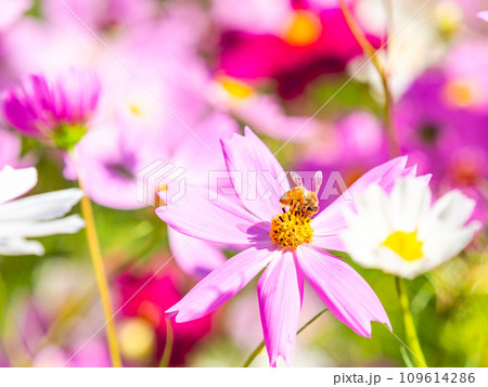秋晴れの下、花いっぱいの明るく満開のコスモス畑で蜜を吸うミツバチ 秋晴れの下、花いっぱいの明るく満開のコスモス畑で蜜を吸うミツバチ 109614286