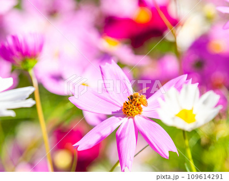 秋晴れの下、花いっぱいの明るく満開のコスモス畑で蜜を吸うミツバチ 109614291