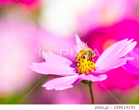 秋晴れの下、花いっぱいの明るく満開のコスモス畑で蜜を吸うミツバチ 109614295