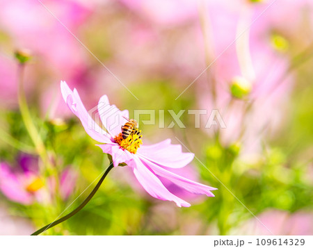 秋晴れの下、花いっぱいの明るく満開のコスモス畑で蜜を吸うミツバチ 109614329