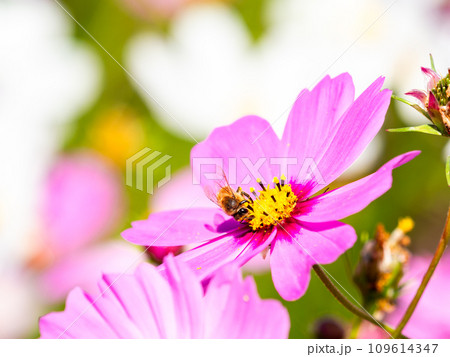 秋晴れの下、花いっぱいの明るく満開のコスモス畑で蜜を吸うミツバチ 秋晴れの下、花いっぱいの明るく満開のコスモス畑で蜜を吸うミツバチ 109614347