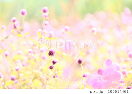 朝の光の中で逆光に輝く千日紅の花・ハイキー 朝の光の中で逆光に輝く千日紅の花・ハイキー 109614461