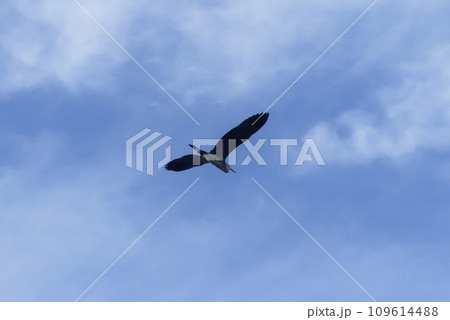 空を飛ぶ琵琶湖畔のサギ 空を飛ぶ琵琶湖畔のサギ 109614488
