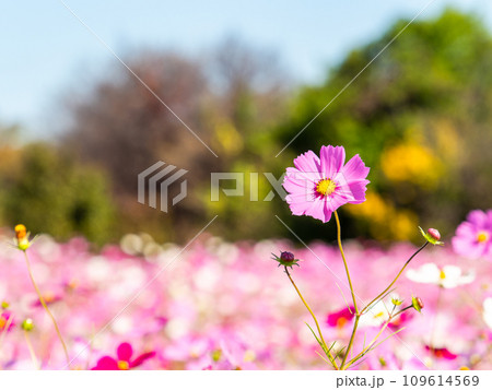 秋晴れの下、花いっぱいの明るく満開のコスモス畑 秋晴れの下、花いっぱいの明るく満開のコスモス畑 109614569