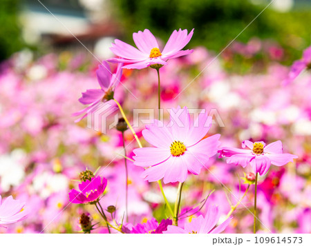秋晴れの下、花いっぱいの明るく満開のコスモス畑 109614573