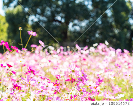 秋晴れの下、花いっぱいの明るく満開のコスモス畑 秋晴れの下、花いっぱいの明るく満開のコスモス畑 109614578