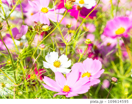 秋晴れの下、花いっぱいの明るく満開のコスモス畑 秋晴れの下、花いっぱいの明るく満開のコスモス畑 109614595