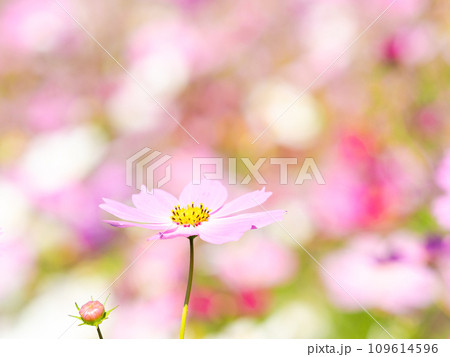 秋晴れの下、花いっぱいの明るく満開のコスモス畑 秋晴れの下、花いっぱいの明るく満開のコスモス畑 109614596