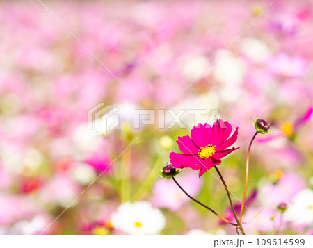 秋晴れの下、花いっぱいの明るく満開のコスモス畑 秋晴れの下、花いっぱいの明るく満開のコスモス畑 109614599