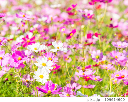秋晴れの下、花いっぱいの明るく満開のコスモス畑 秋晴れの下、花いっぱいの明るく満開のコスモス畑 109614600
