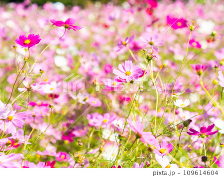 秋晴れの下、花いっぱいの明るく満開のコスモス畑 109614604