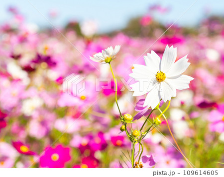 秋晴れの下、花いっぱいの明るく満開のコスモス畑 109614605