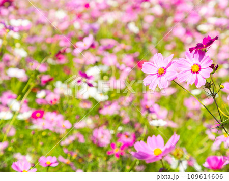 秋晴れの下、花いっぱいの明るく満開のコスモス畑 109614606