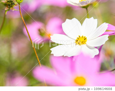 秋晴れの下、花いっぱいの明るく満開のコスモス畑 秋晴れの下、花いっぱいの明るく満開のコスモス畑 109614608