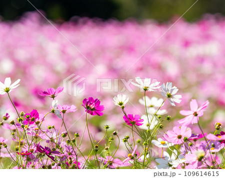秋晴れの下、花いっぱいの明るく満開のコスモス畑 109614615