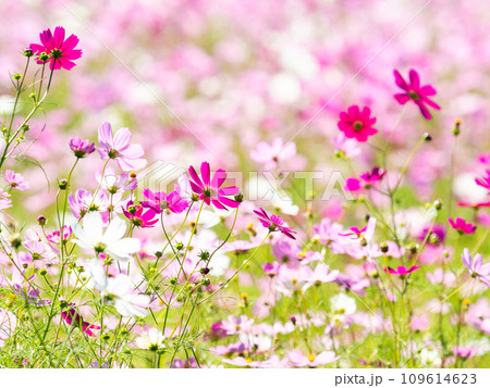 秋晴れの下、花いっぱいの明るく満開のコスモス畑 109614623